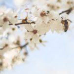 White Cherry Blossoms Bee Sky Blue background image & Google Slides Theme