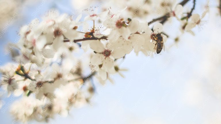 White Cherry Blossoms Bee Sky Blue background image & Google Slides Theme