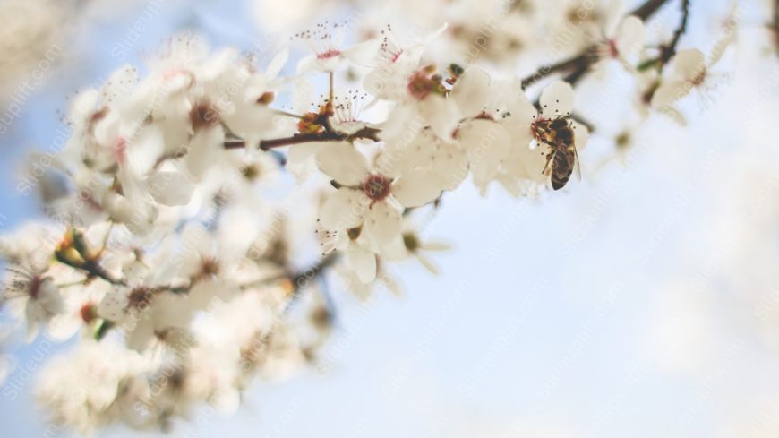 White Cherry Blossoms Bee Sky Blue background image