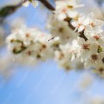 White Cherry Blossoms Blue Sky background image & Google Slides Theme