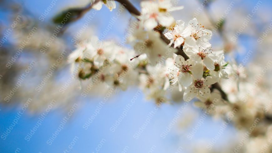 White Cherry Blossoms Blue Sky background image