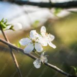 White Cherry Blossoms Green and Brown background image & Google Slides Theme