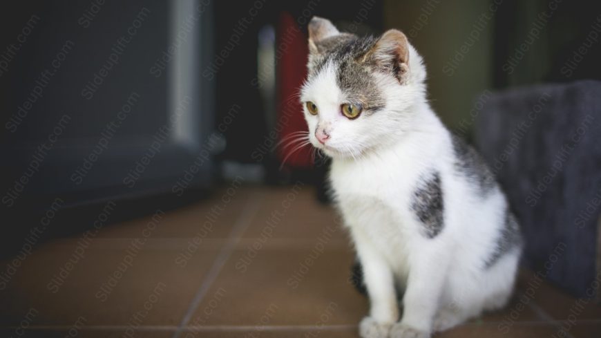 White Gray Cat Terracotta Tiles background image