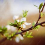 White Green Blossoms Warm Bokeh background image & Google Slides Theme