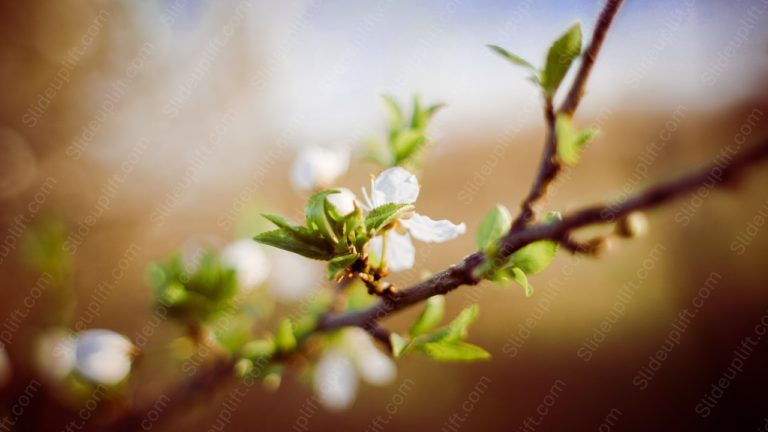 White Green Blossoms Warm Bokeh background image & Google Slides Theme