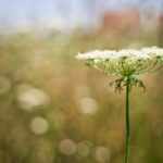 White Green Queen Anne_s Lace Golden Bokeh background image & Google Slides Theme