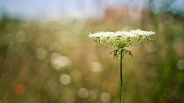 White Green Queen Anne_s Lace Golden Bokeh background image & Google Slides Theme