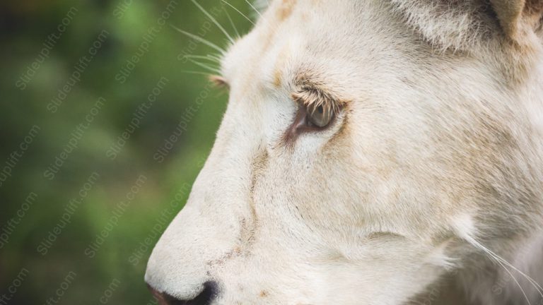 White Lion Profile Green Blurred background image & Google Slides Theme