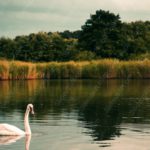 White Swan Green Trees Water background image & Google Slides Theme