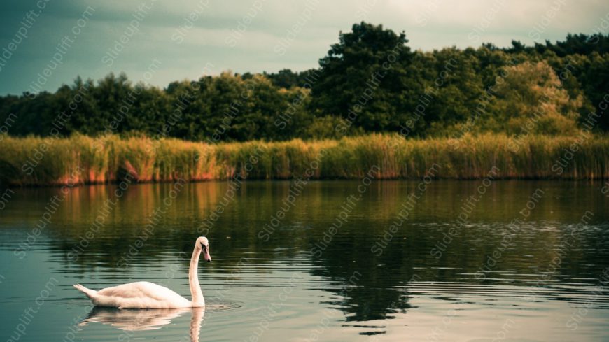 White Swan Green Trees Water background image