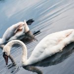 White Swans Blue Water background image & Google Slides Theme