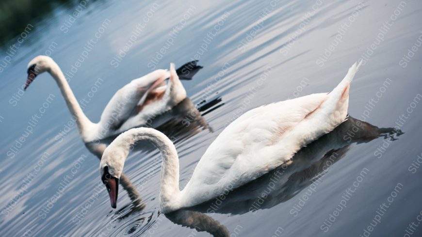 White Swans Blue Water background image