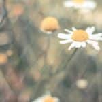 White Yellow Daisies Blurred Nature background image & Google Slides Theme