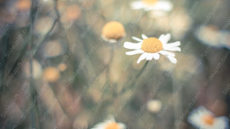 White Yellow Daisies Blurred Nature background image & Google Slides Theme