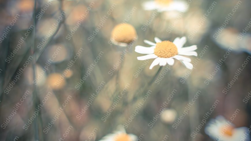 White Yellow Daisies Blurred Nature background image