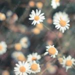 White Yellow Daisies Bokeh background image & Google Slides Theme