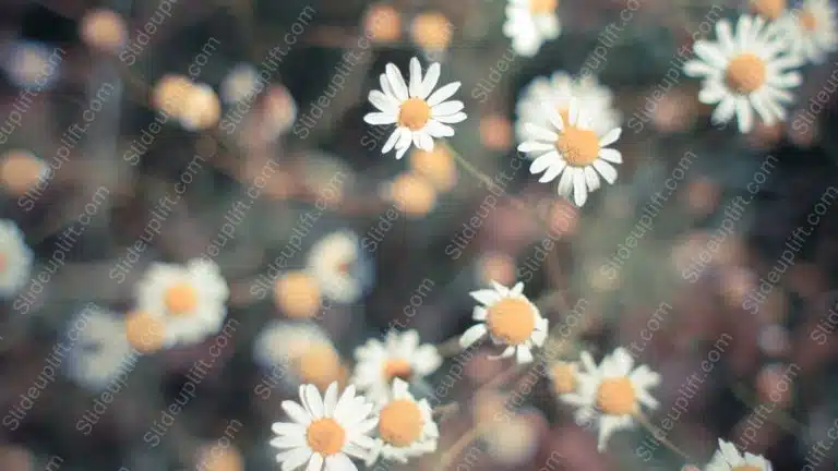 White Yellow Daisies Bokeh background image & Google Slides Theme