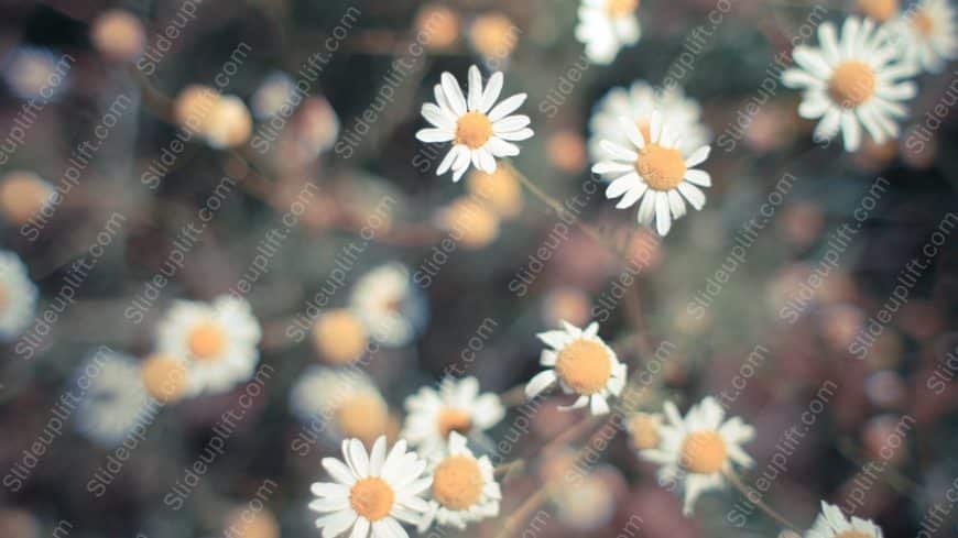 White Yellow Daisies Bokeh background image