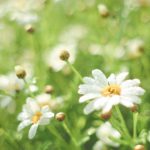 White Yellow Daisy Green background image & Google Slides Theme