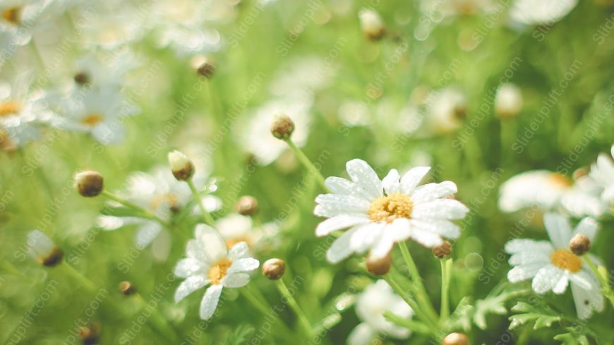 White Yellow Daisy Green background image