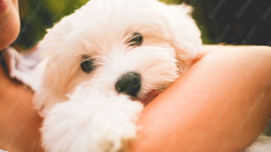 White dog human arm background image