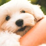 White dog tan arm background image & Google Slides Theme