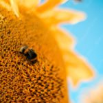 Yellow Sunflower Bee Blue background image & Google Slides Theme