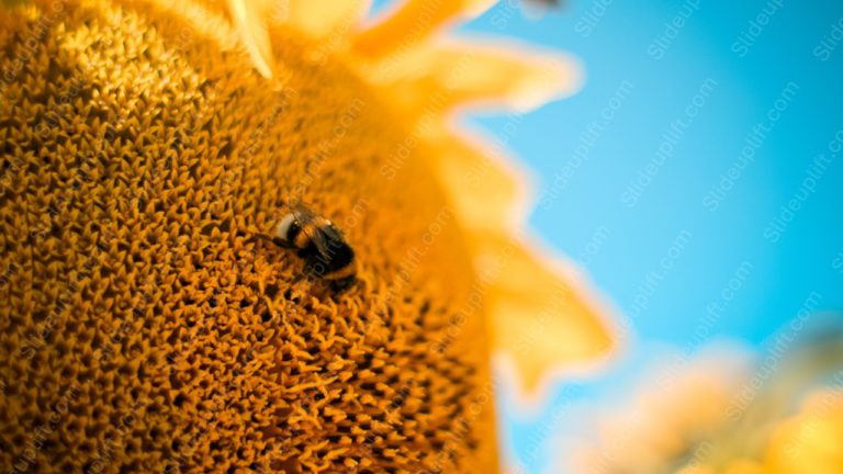 Yellow Sunflower Bee Blue background image & Google Slides Theme