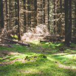 green mossy forest floor background image & Google Slides Theme