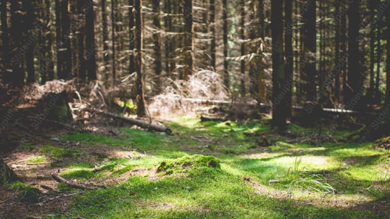 green mossy forest floor background image & Google Slides Theme