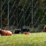 Amber Highland Cows Green Meadow background image & Google Slides Theme