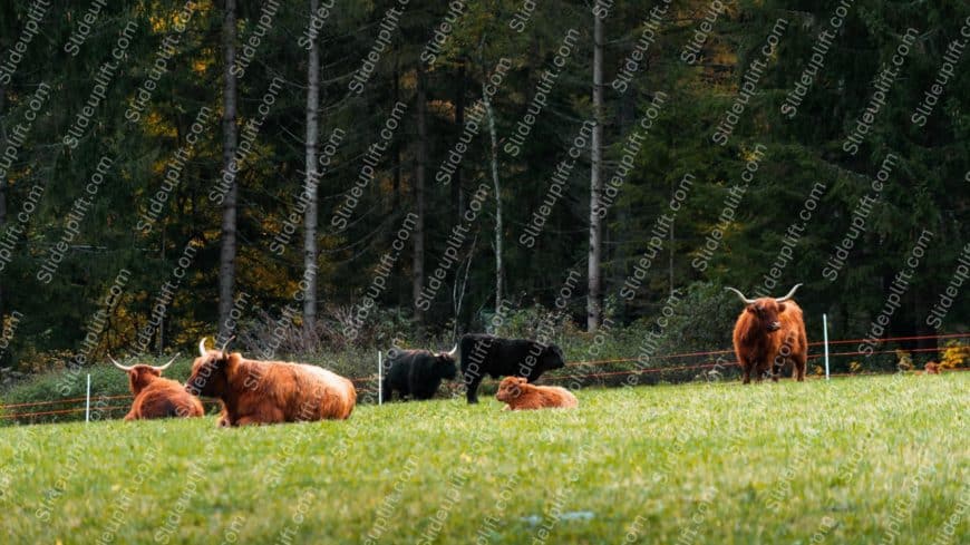 Amber Highland Cows Green Meadow background image