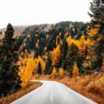 Amber Trees Autumn Road background image & Google Slides Theme