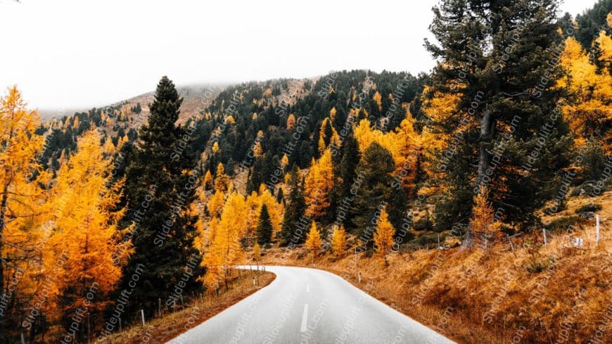 Amber Trees Autumn Road background image