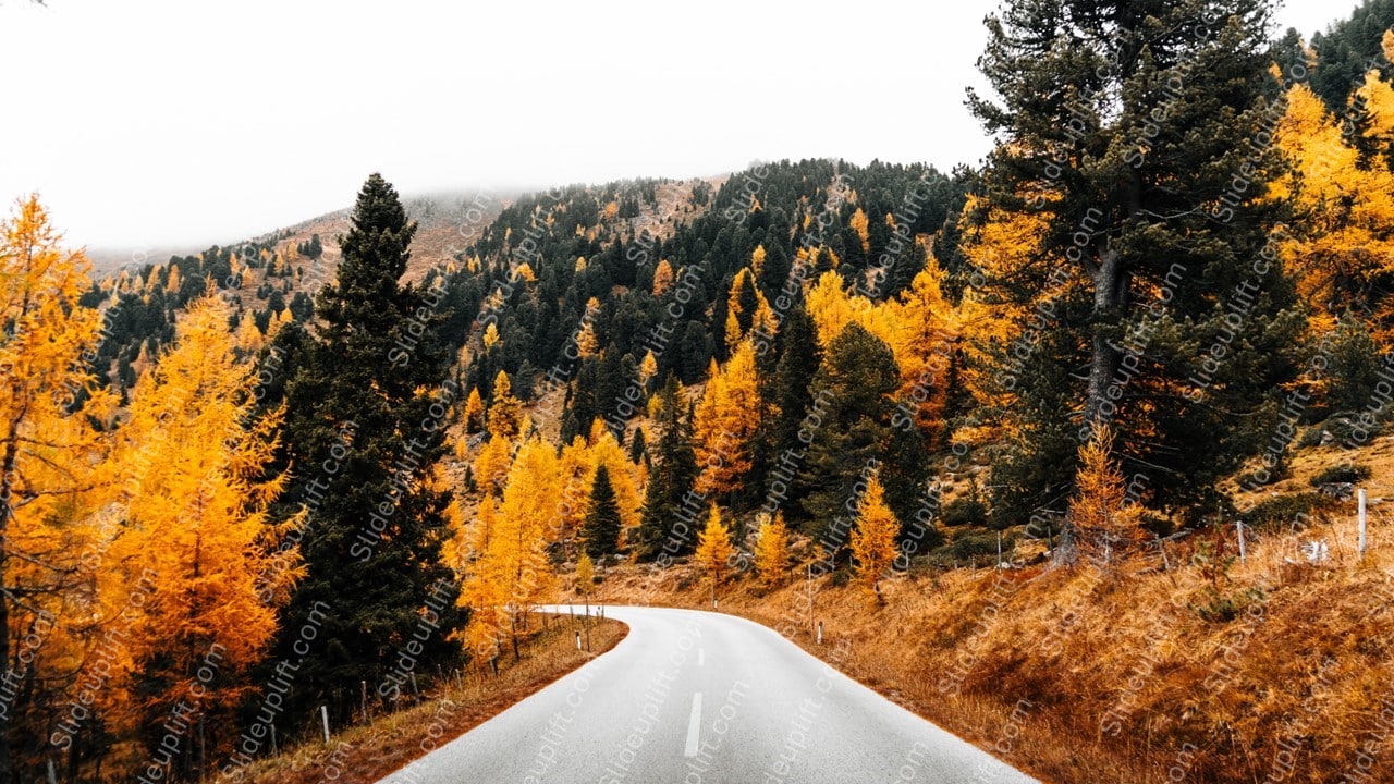 Amber Trees Autumn Road background image & Google Slides Theme