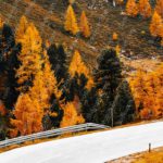 Autumn orange trees and road background image & Google Slides Theme