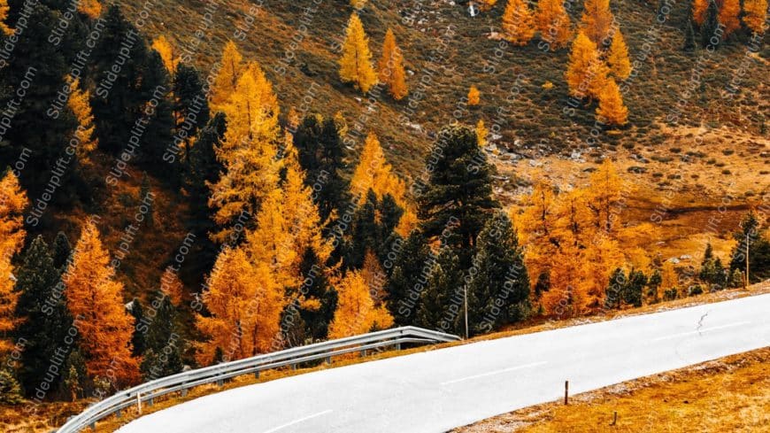 Autumn orange trees and road background image