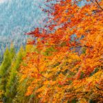 Autumn orange trees green forest background image & Google Slides Theme