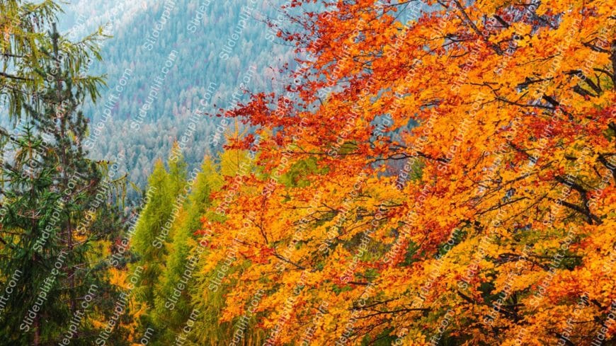 Autumn orange trees green forest background image