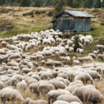 Beige Sheep Green Hillside Wooden Cabin background image & Google Slides Theme