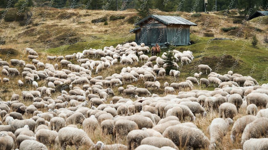 Beige Sheep Green Hillside Wooden Cabin background image