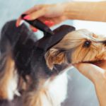 Black Brown Yorkshire Terrier Grooming background image & Google Slides Theme