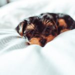 Black and Tan Puppy White Striped Bedding background image & Google Slides Theme