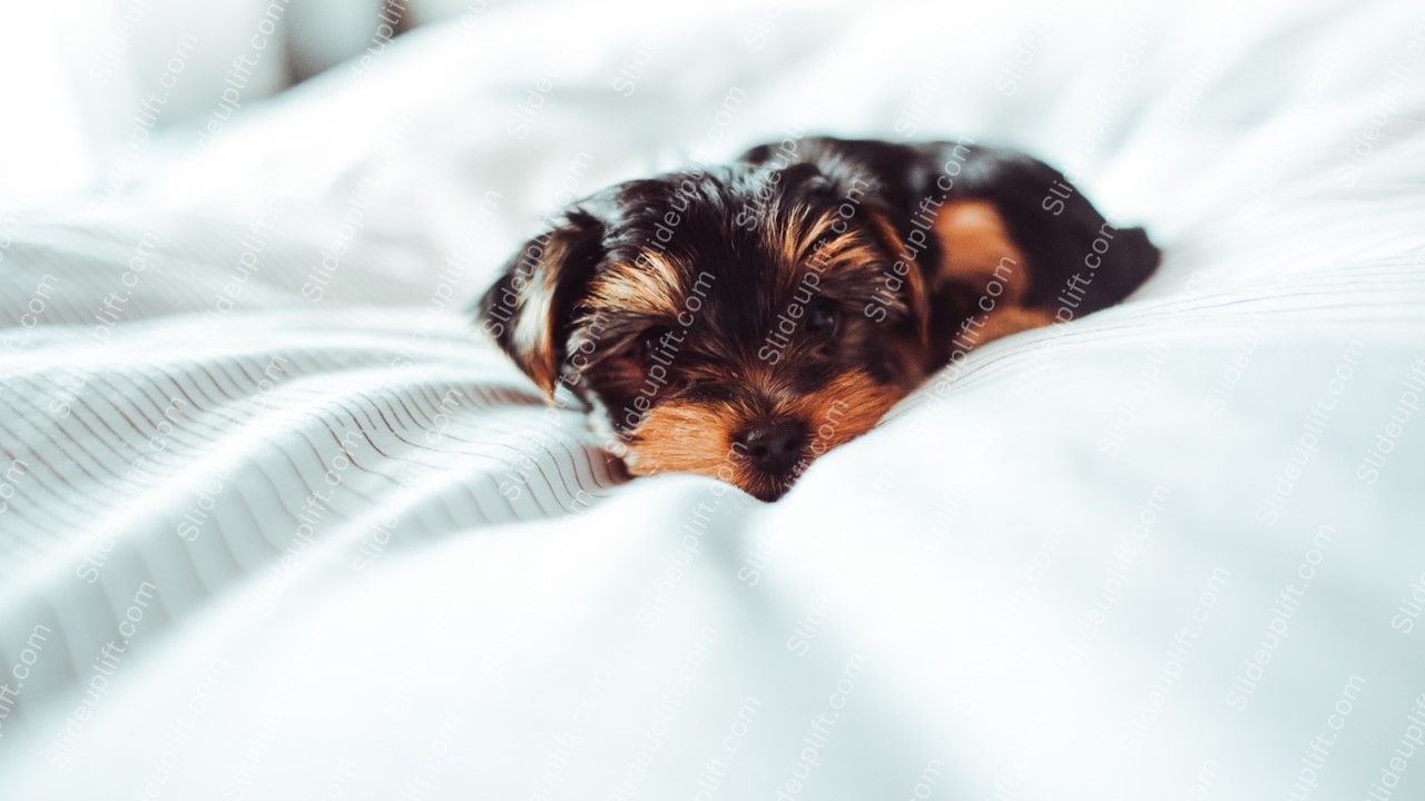 Black and Tan Puppy White Striped Bedding background image & Google Slides Theme