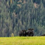 Black cows green meadow background image & Google Slides Theme