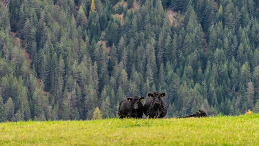 Black cows green meadow background image