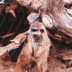 Brown Meerkat Wooden Logs background image & Google Slides Theme