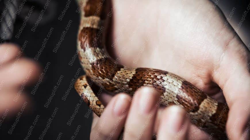 Brown Orange Snake Hand background image