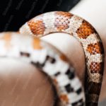 Brown Orange White Snake background image & Google Slides Theme