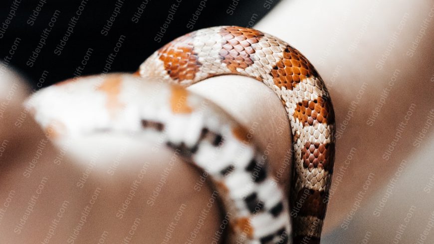 Brown Orange White Snake background image